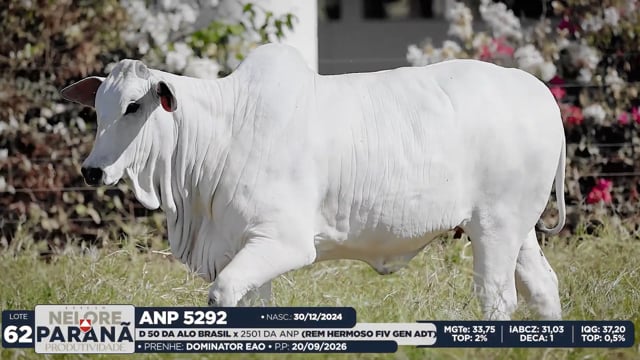 Lote 62