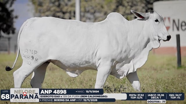 Lote 68