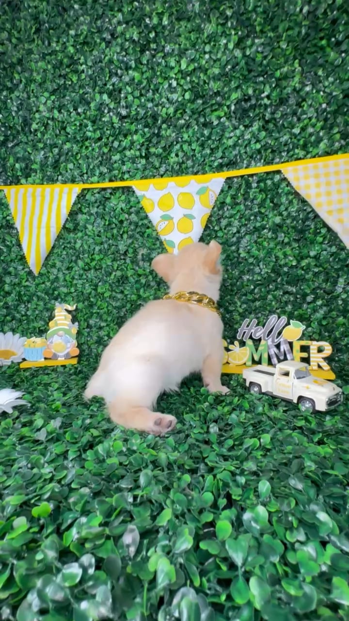 Male Fluffy French Bulldog puppy named Leo for sale at Puppy Dreams - North Richland Hills. video thumbnail