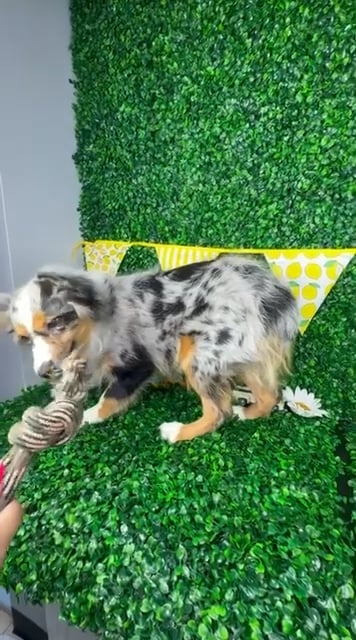 Female Miniature American Shepherd puppy named Hazel for sale at Puppy Dreams - North Richland Hills. video thumbnail