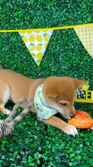 Male Shiba Inu puppy named Waffles for sale at Puppy Dreams - North Richland Hills. video thumbnail