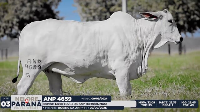 Lote 03