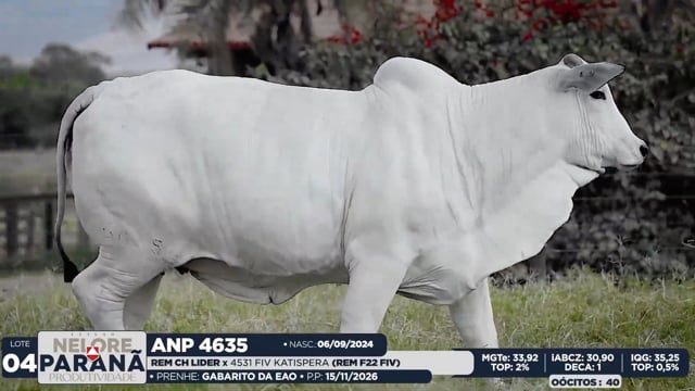 Lote 04
