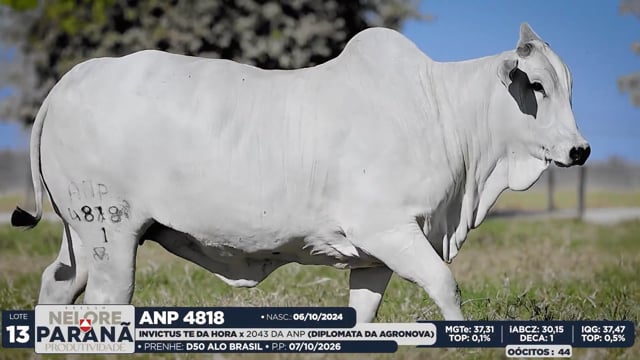Lote 13