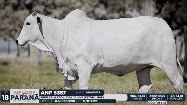Lote 18
