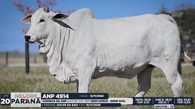 Lote 20