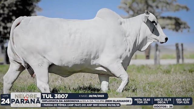 Lote 24