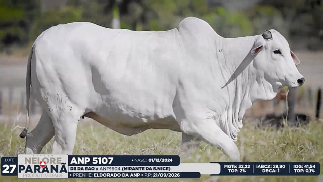 Lote 27
