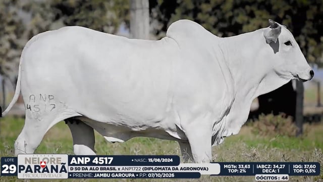 Lote 29