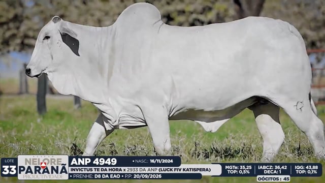 Lote 33