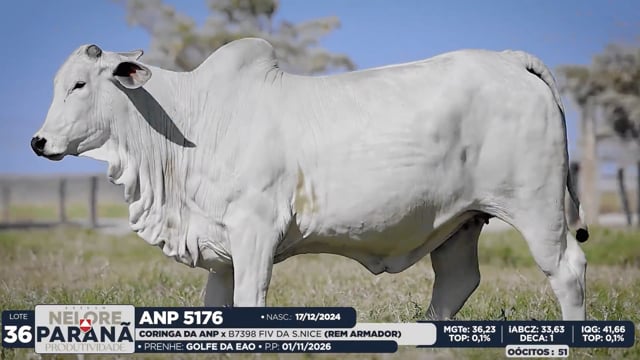 Lote 36