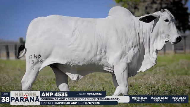 Lote 38