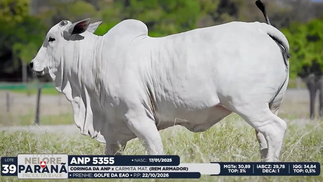 Lote 39