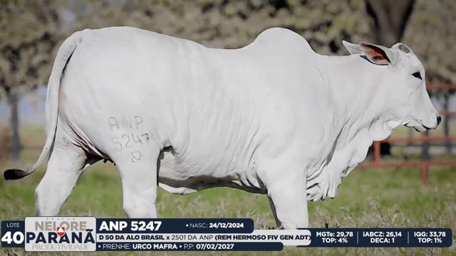 Lote 40