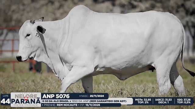 Lote 44