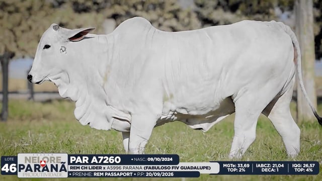Lote 46