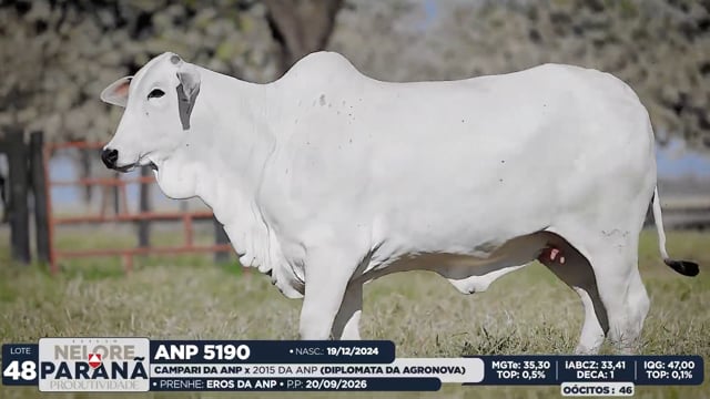 Lote 48
