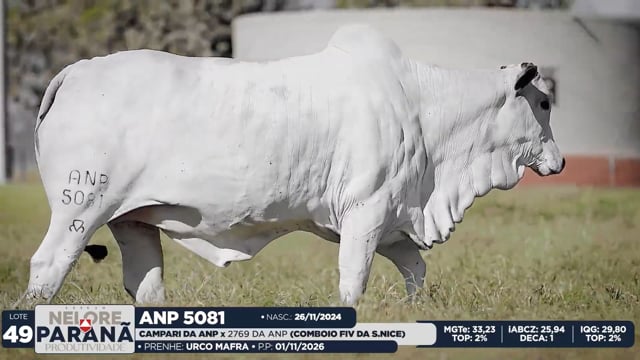 Lote 49