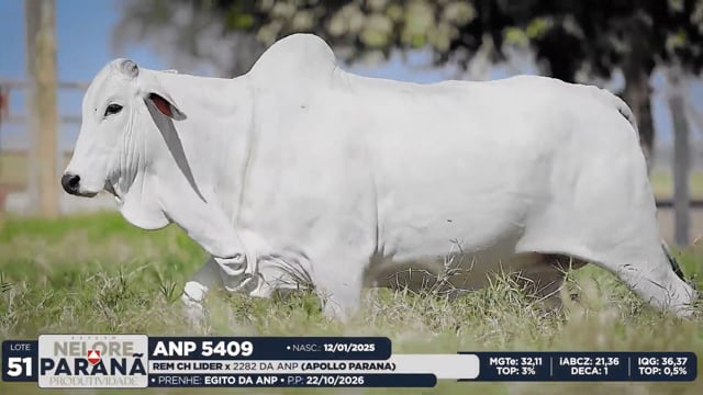 Lote 51