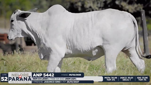 Lote 52