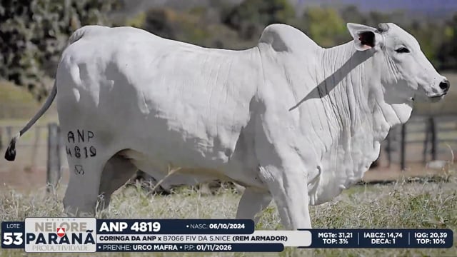 Lote 53