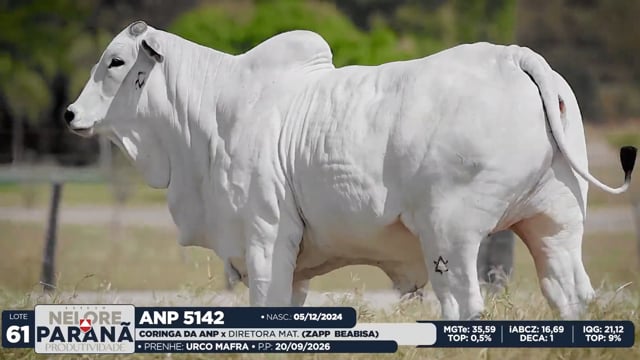 Lote 61