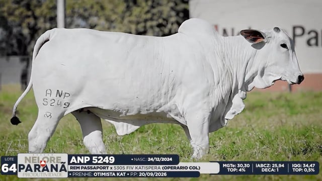 Lote 64