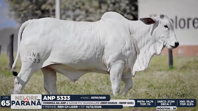 Lote 65