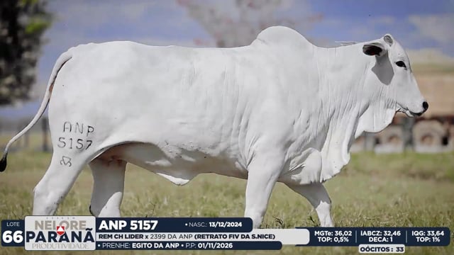 Lote 66