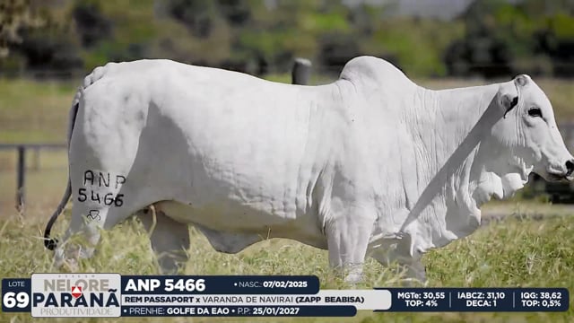 Lote 69