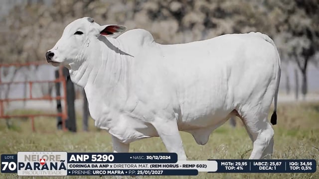 Lote 70