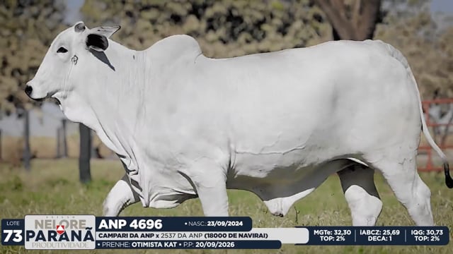 Lote 73
