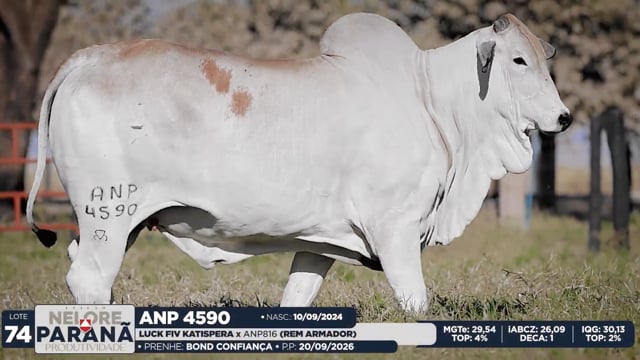 Lote 74