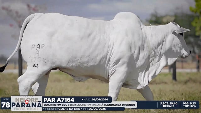 Lote 78