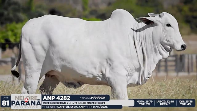 Lote 81