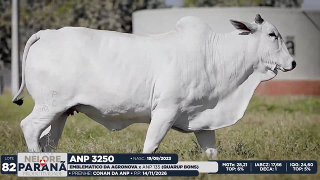 Lote 82
