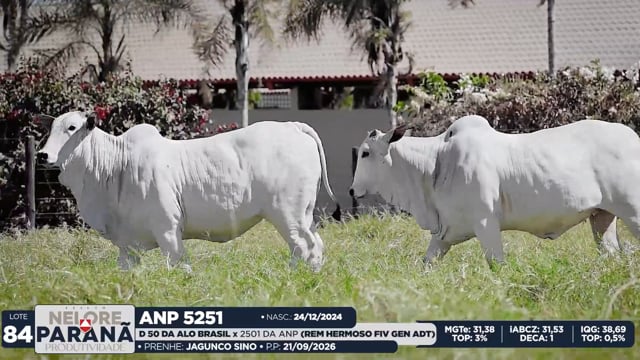 Lote 84