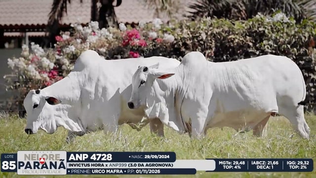 Lote 85