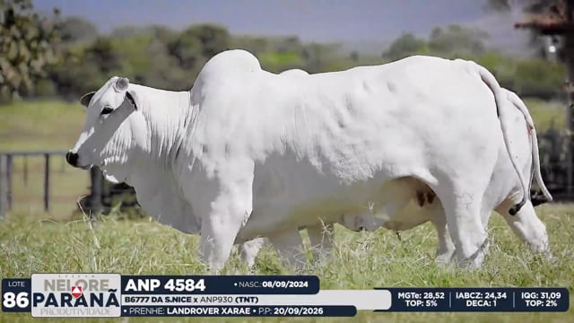 Lote 86