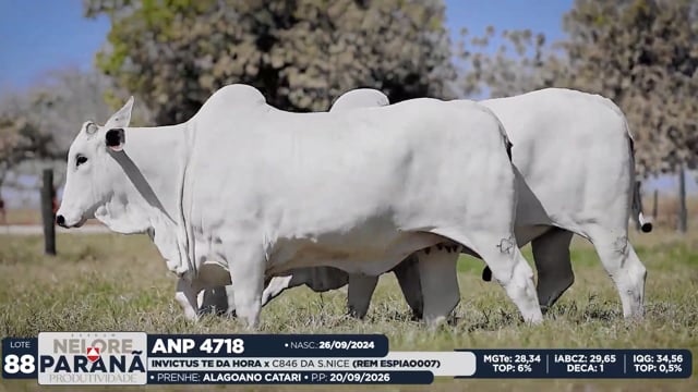 Lote 88