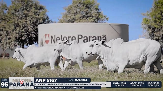 Lote 95