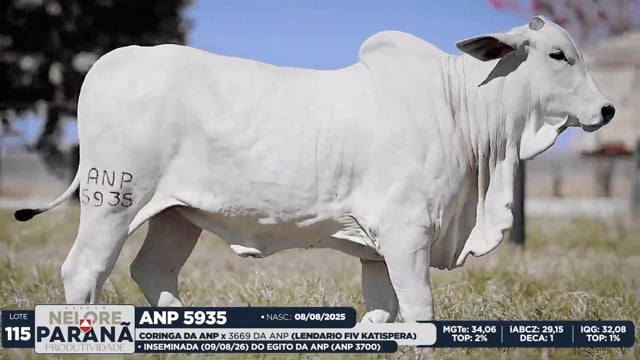 Lote 115