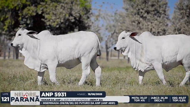 Lote 121