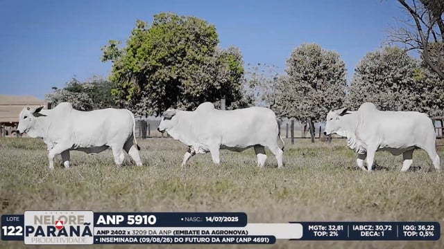Lote 122