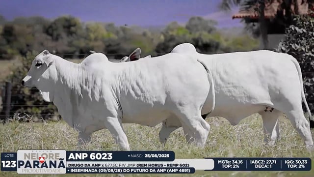 Lote 123