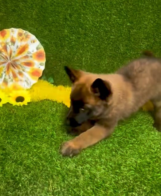 Female Belgian Malinois puppy named Tammy for sale at Puppy Dreams - Arlington. video thumbnail