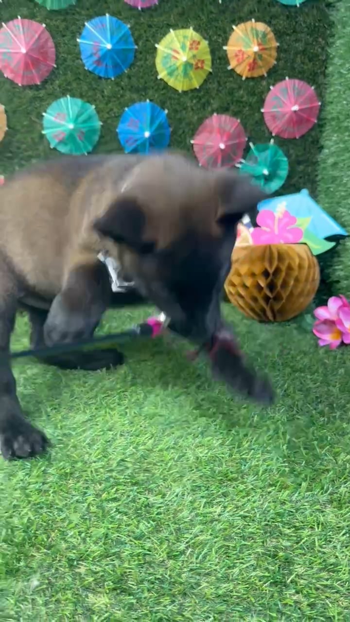 Male Belgian Malinois puppy named Bandit for sale at Puppy Dreams - Carrollton. video thumbnail