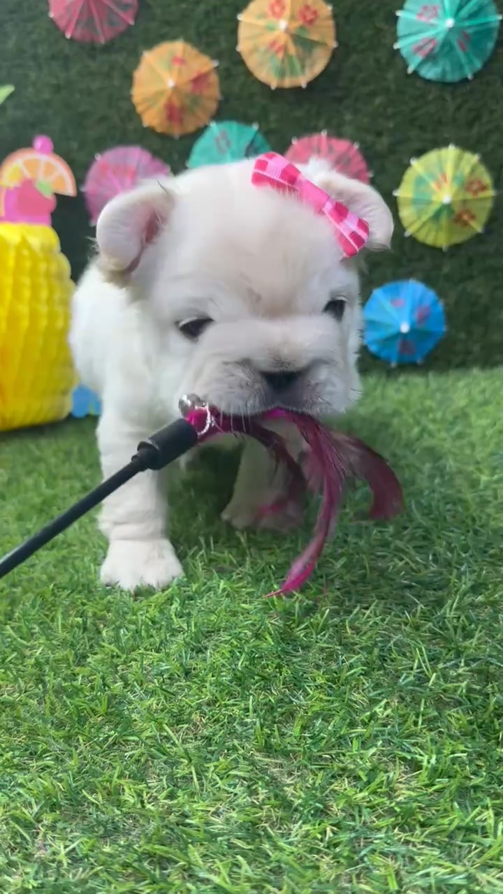 Female Fluffy French Bulldog puppy named Pearl for sale at Puppy Dreams - Carrollton. video thumbnail