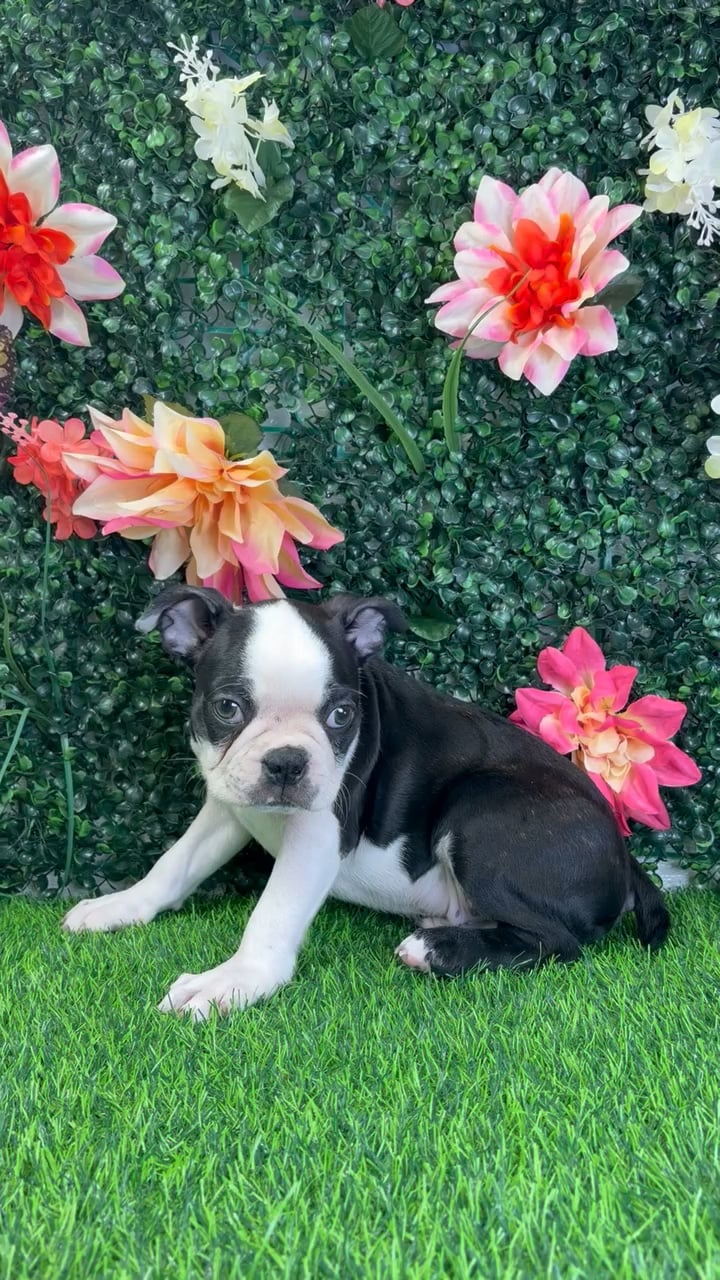 Male Boston Terrier puppy named Onyx for sale at Puppy Dreams - Junction City. video thumbnail