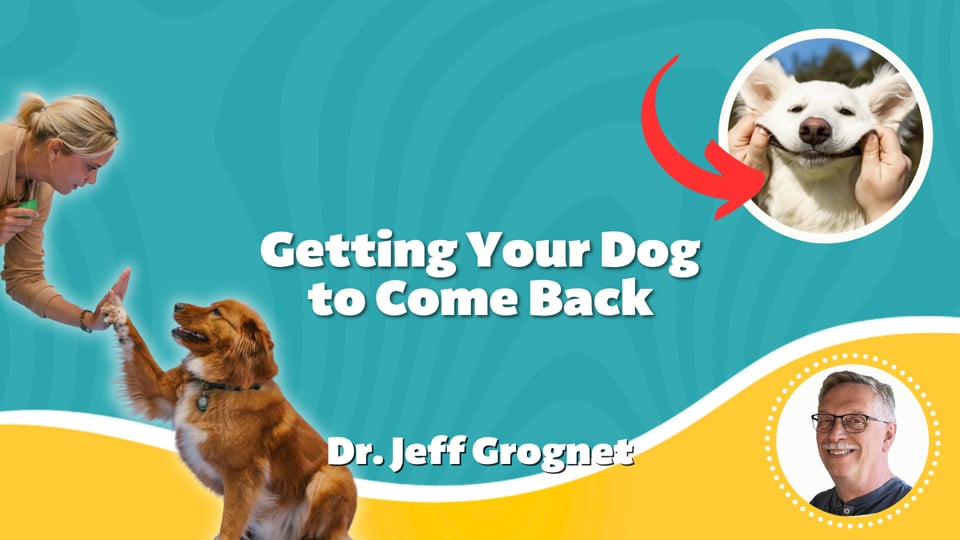Getting Your Dog to Come Back